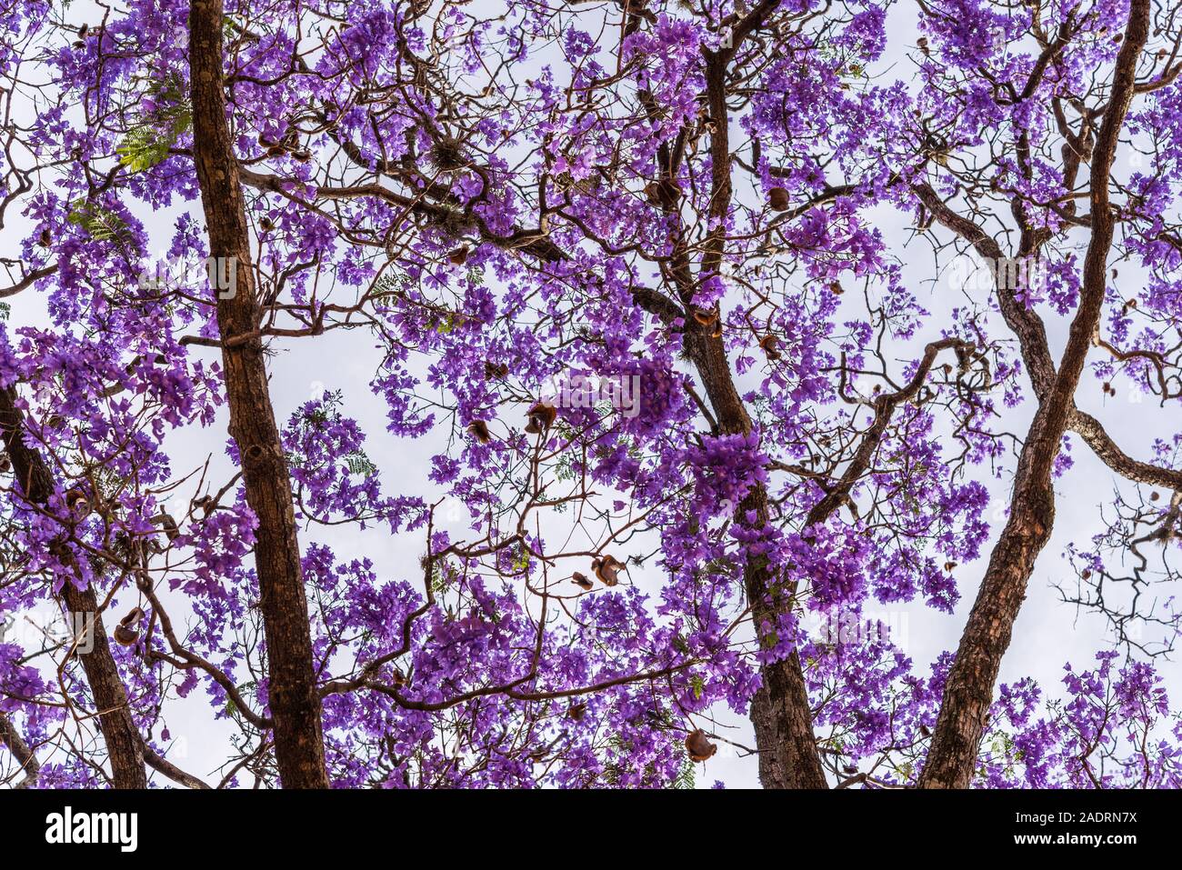 Natürliche floral background von Jacaranda Baum Blumen. Stockfoto