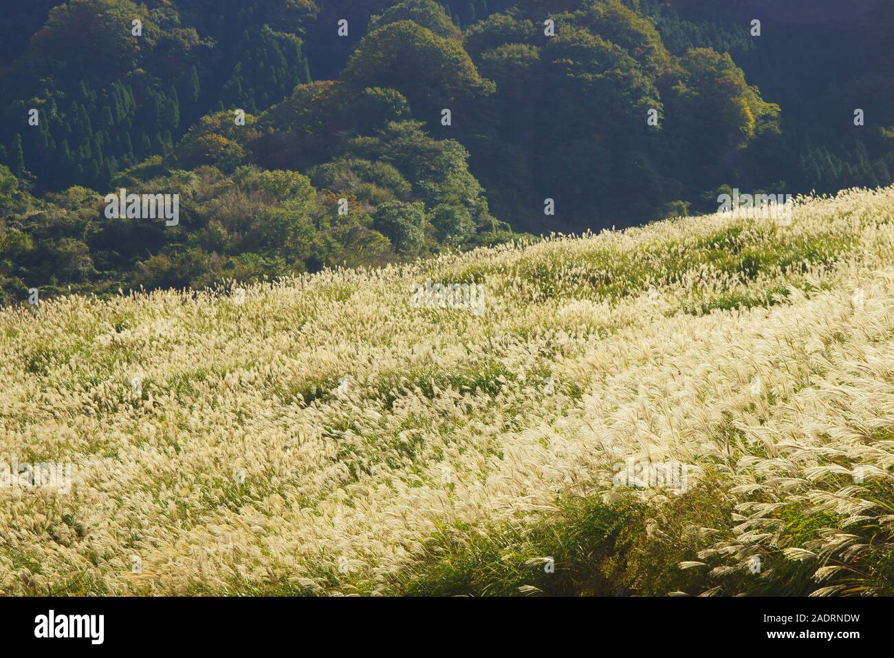 Japanisches Pampagras, Aso, Präfektur Kumamoto, Japan Stockfoto