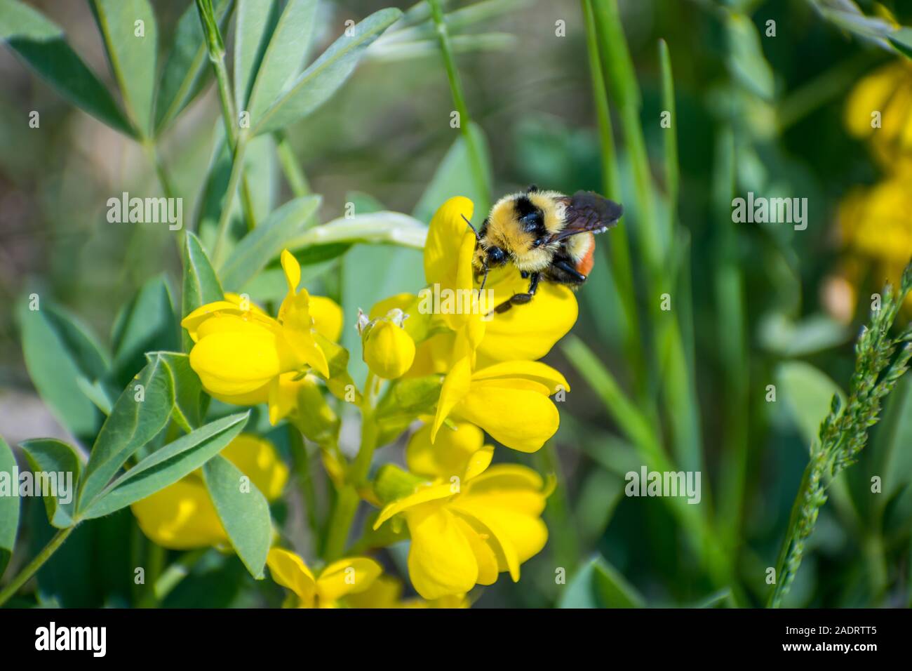 Eine Hummel im Devils Tower National Monument, Wyoming Stockfoto