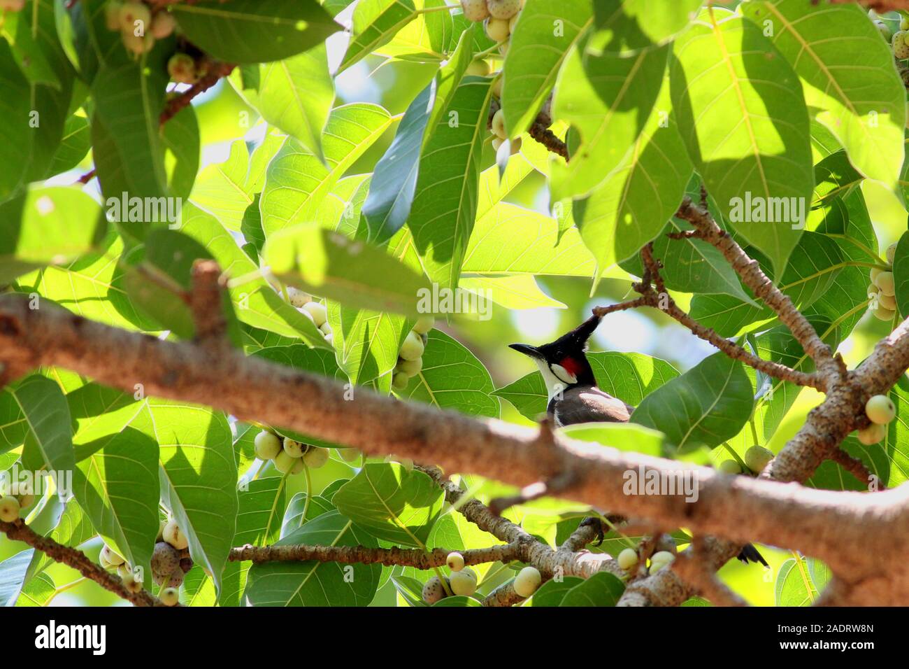 Rot-whiskered Bulbul oder Crested bulbul, säugetierart ist Vogel, in Asien gefunden, sitzt auf einem Ast eines Baumes Stockfoto