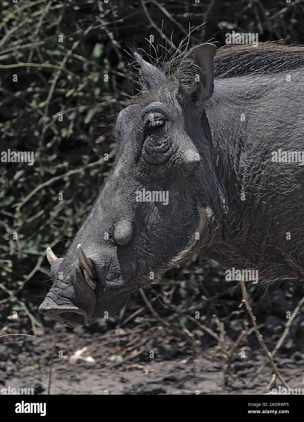 In der Nähe einer gemeinsamen Warzenschwein Phacochoerus Africanus in der Wildnis Stockfoto