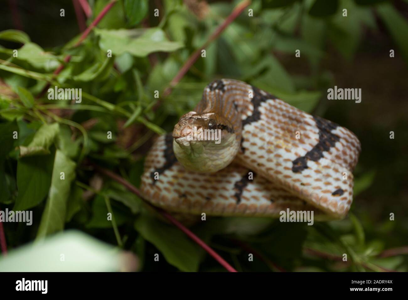 Boiga cynodon, der gemeinhin als der Hund bekannt - gezahnte cat Snake Stockfoto