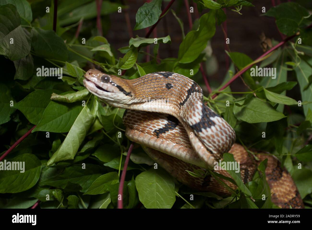 Boiga cynodon, der gemeinhin als der Hund bekannt - gezahnte cat Snake Stockfoto