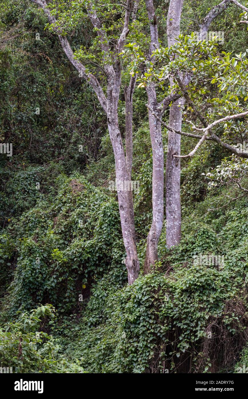 Oloolua Naturlehrpfad, Karen, Nairobi, Kenia. Stockfoto