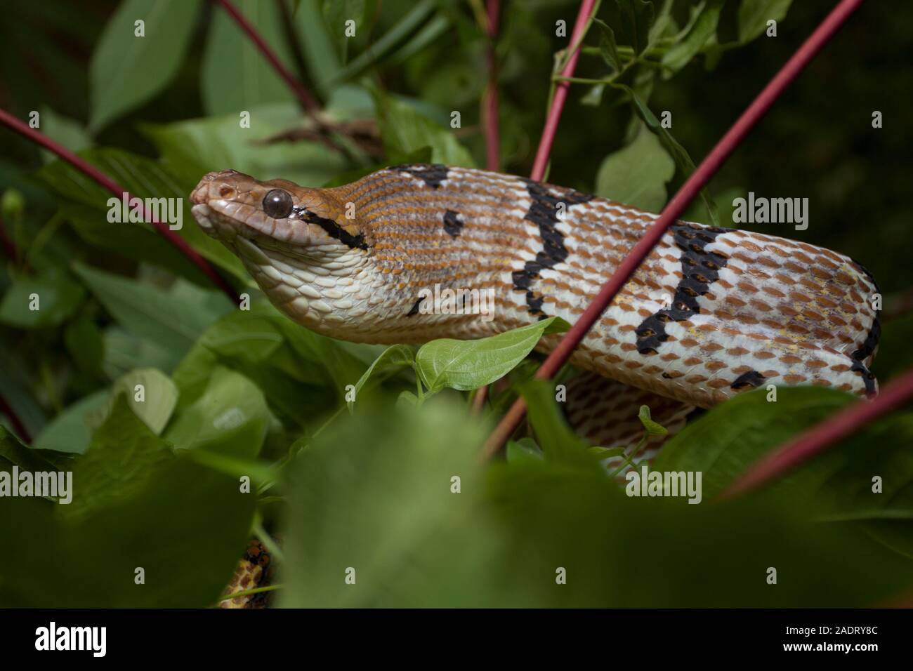 Boiga cynodon, der gemeinhin als der Hund bekannt - gezahnte cat Snake Stockfoto