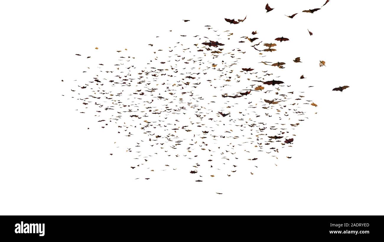 Große Gruppe von Flying foxes, mega Fledermäusen auf weißem Hintergrund Stockfoto