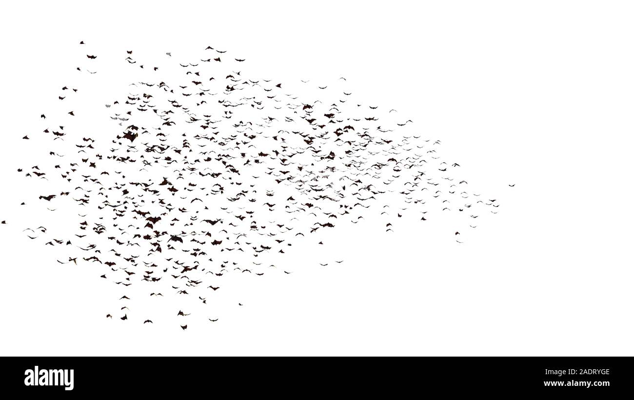 Große Gruppe von Flying foxes, mega Fledermäusen auf weißem Hintergrund Stockfoto