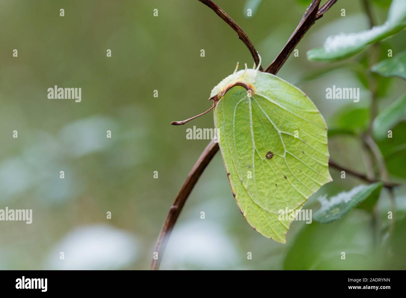 Schwefel in Es ist bemerkenswert Winterschlaf in einem Wald, Finnland. Stockfoto