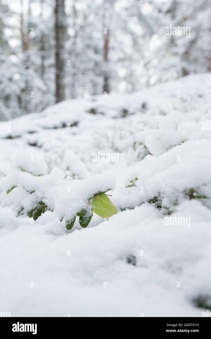 Schwefel in Es ist bemerkenswert Winterschlaf in einem Wald, Finnland. Stockfoto