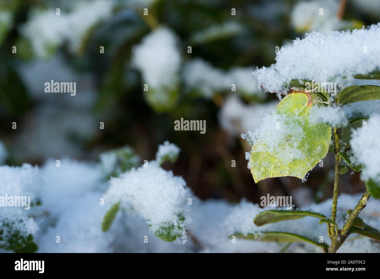 Schwefel in Es ist bemerkenswert Winterschlaf in einem Wald, Finnland. Stockfoto