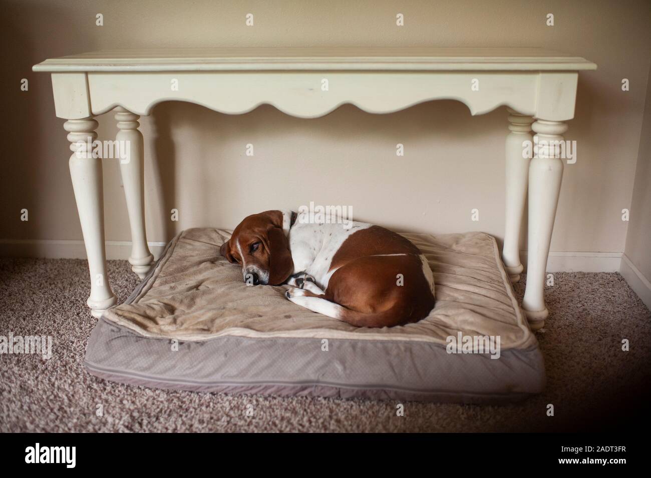 Basset Hound Dog schlafend in seinem Bett unter einem Tisch im Innenbereich Stockfoto