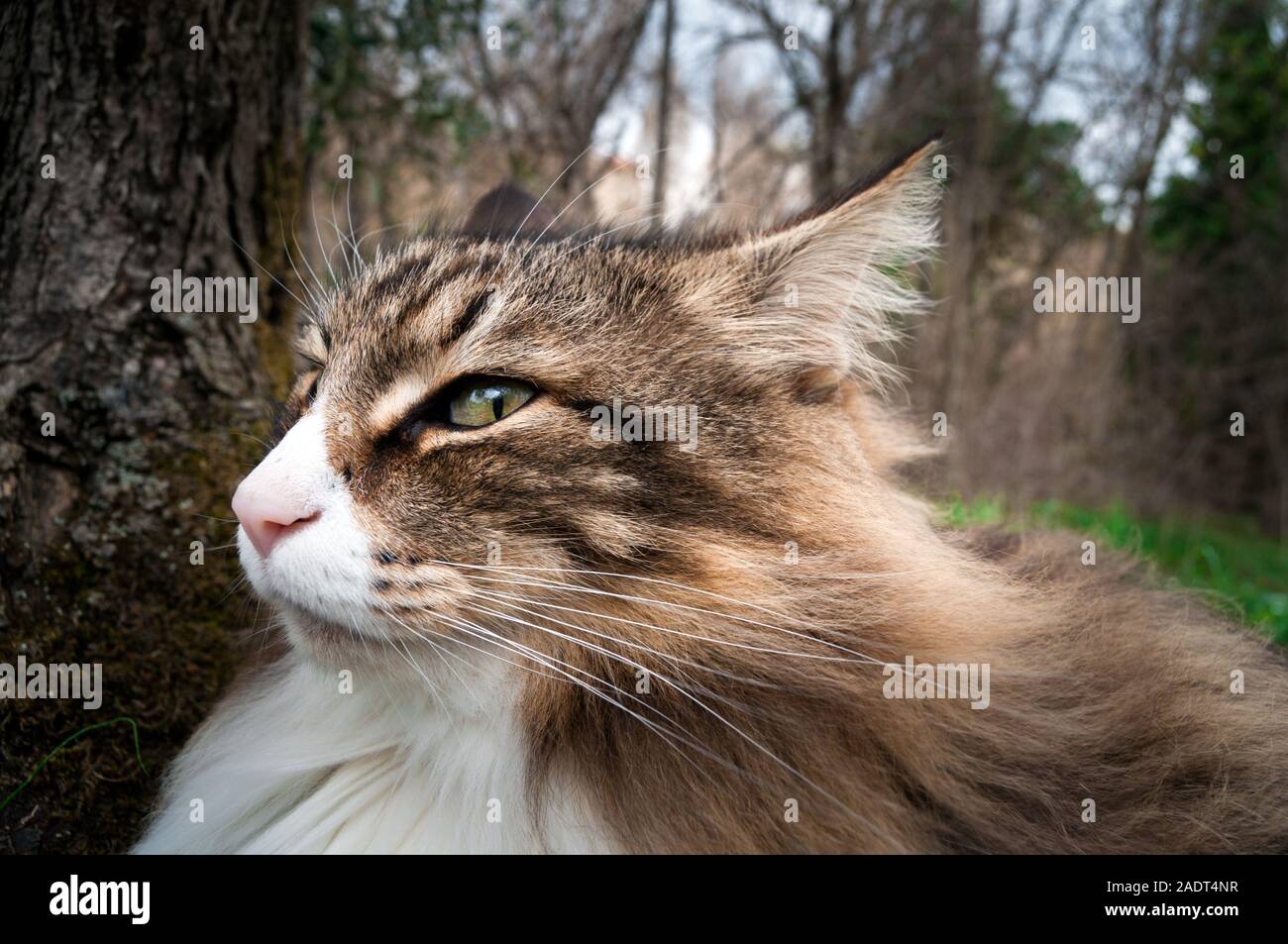 Wunderschöne Norwegische Waldkatze mit großen Ohren und verdächtigen Blick. Wütend mit den menschlichen Ausdruck auf seinem Gesicht. Stockfoto