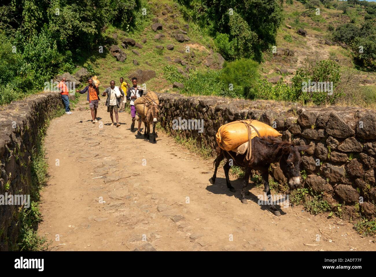 Äthiopien, Amhara-region, Bahir Dar, Tissisat, pack Tiere Kreuzung Alata Brücke über den Blauen Nil gebaut, die von portugiesischen für Kaiser Susenyos 1626 Stockfoto