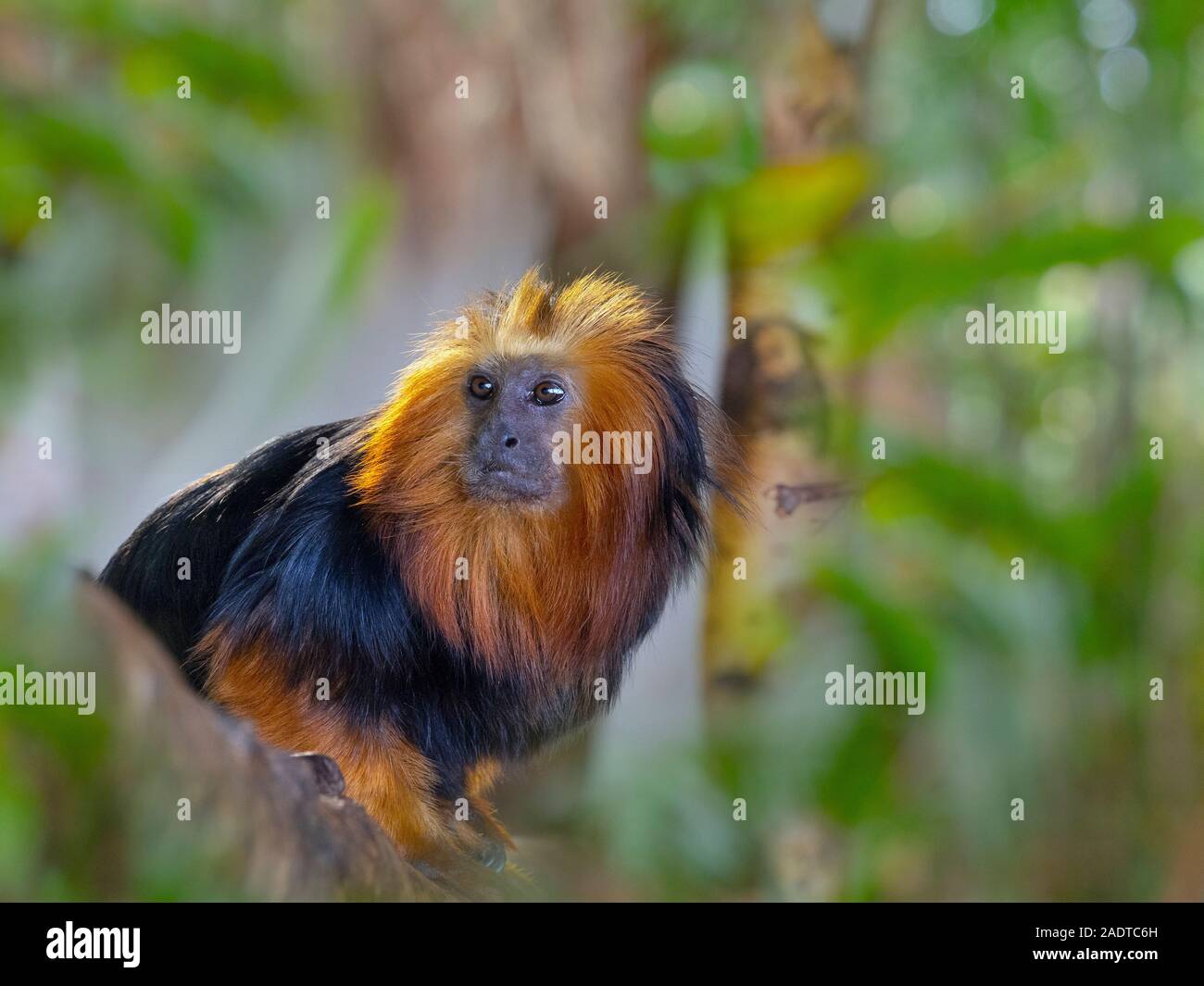 Golden-headed lion tamarin Leontopithecus chrysomelas Captive portrait Stockfoto Golden-headed lion tamarin Leontopithecus chrysomelas Captive portrait Stockfoto