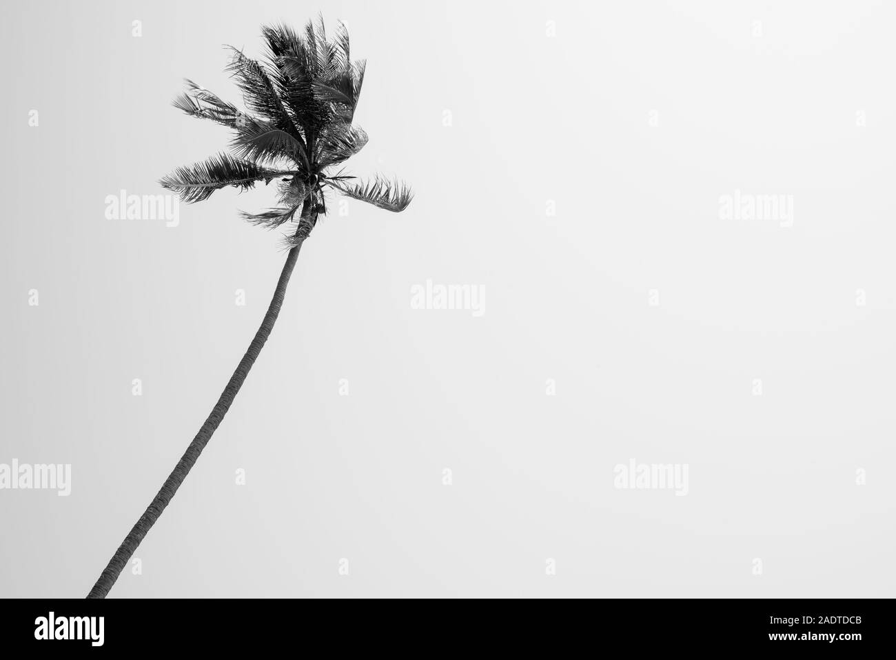 Wunderschöne Aussicht auf Palm Tree gegen den blauen Himmel Stockfoto