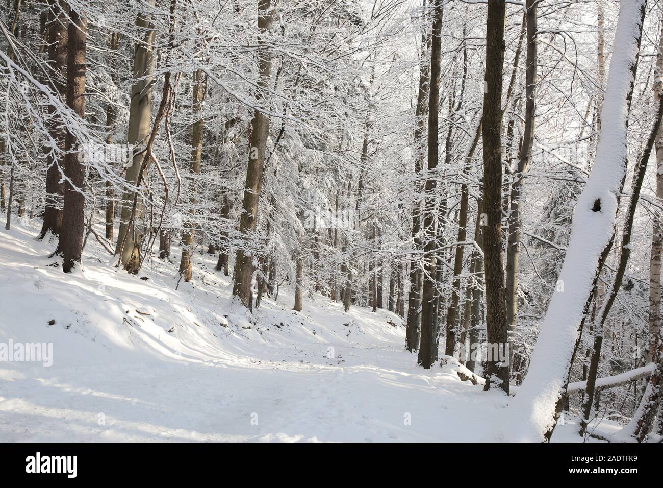 Trail in den Bergen durch den Winterwald. Stockfoto