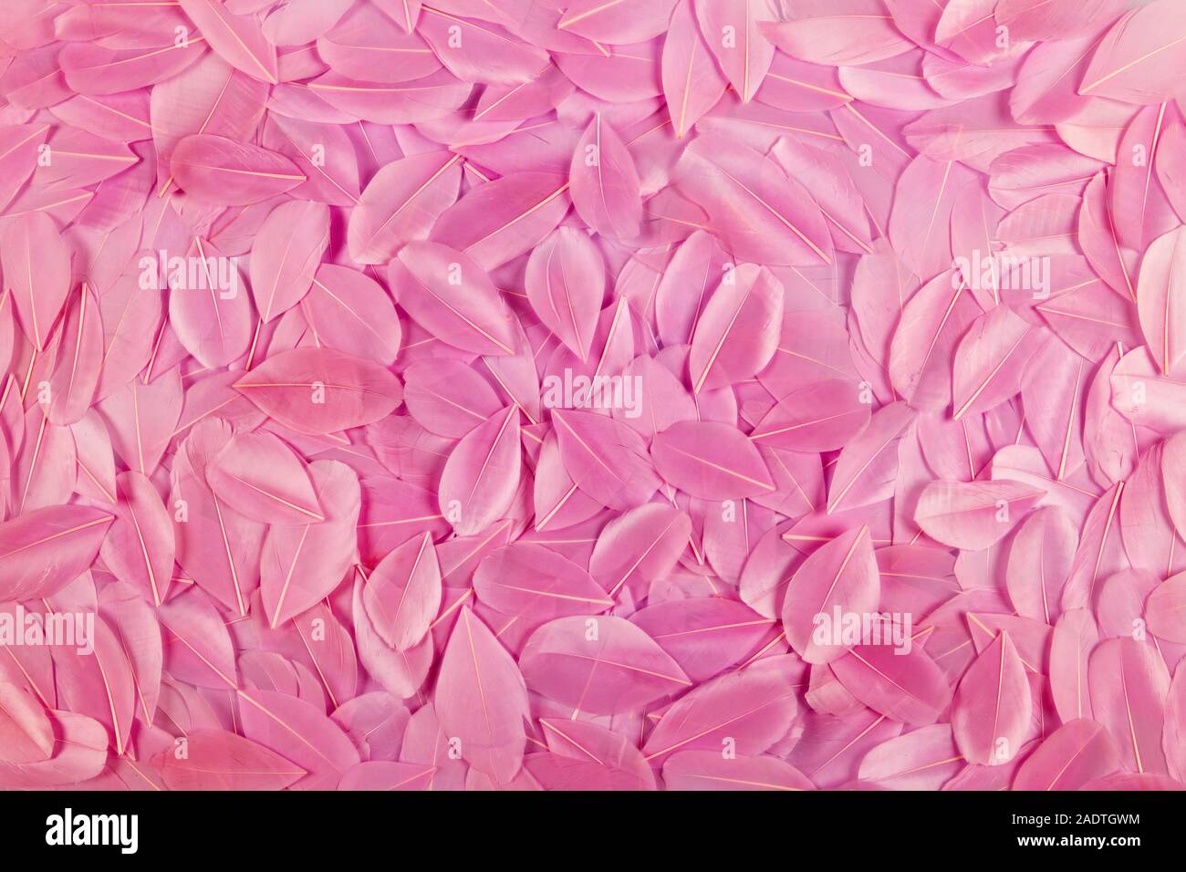 Hintergrund Textur der hübschen rosa Federn in einem Layer in einem full frame Anzeigen angeordnet Stockfoto