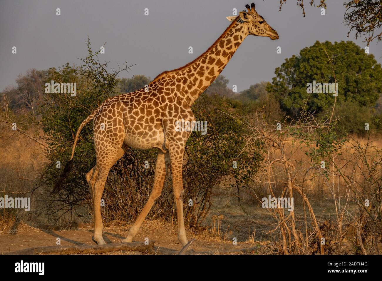 Giraffen wandern in der Wildnis, Profil anzeigen Stockfoto