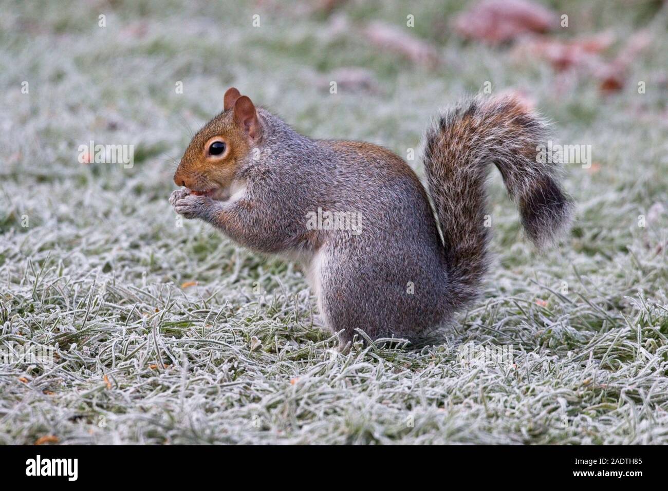 Ein graues Eichhörnchen sucht nach einem starken Nachtfrost in East Sussex, Großbritannien. Quelle: Ed Brown/Alamy Live News Stockfoto