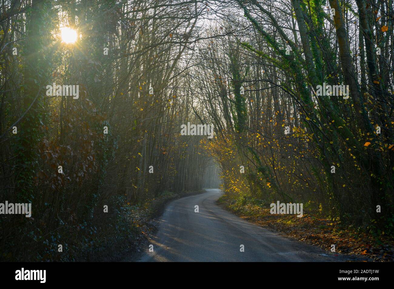 Morgen Sonne Filter durch Bäume und einen schmalen Feldweg schlängelt sich durch den Wald Stockfoto