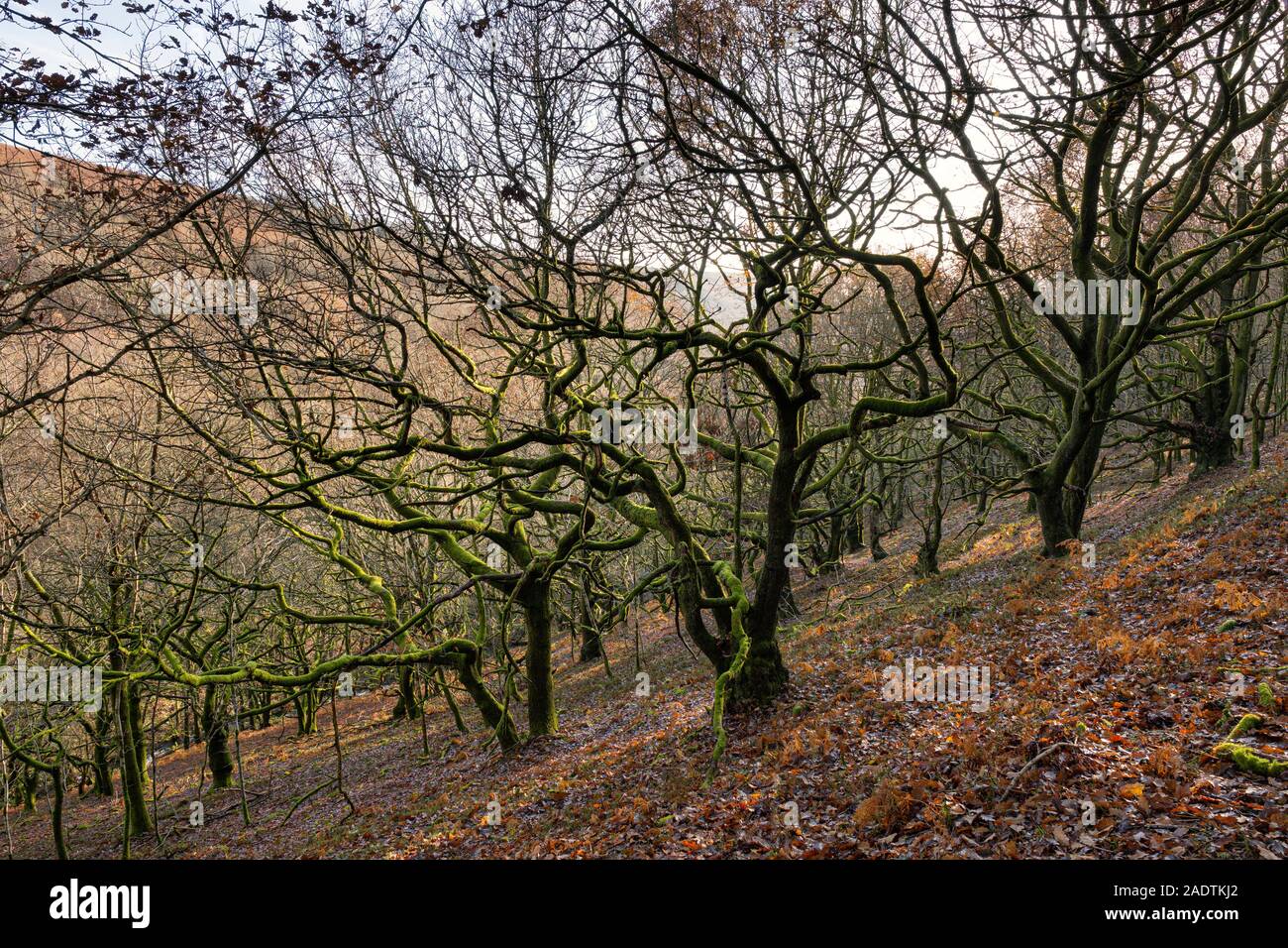 Verdrehte Bäume wachsen auf einem Hügel in Wales. Stockfoto
