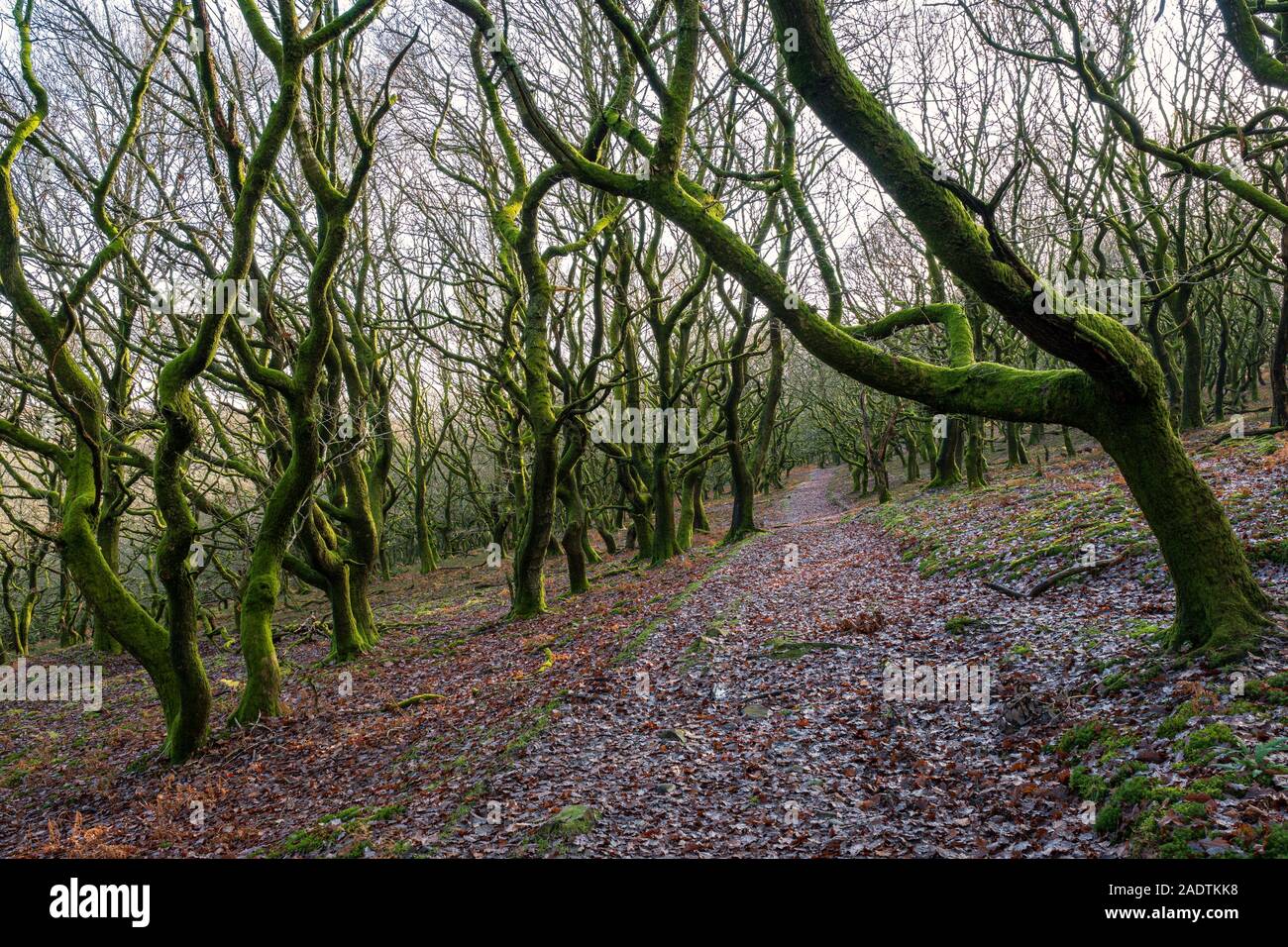 Verdrehte Bäume wachsen auf einem Hügel in Wales. Stockfoto