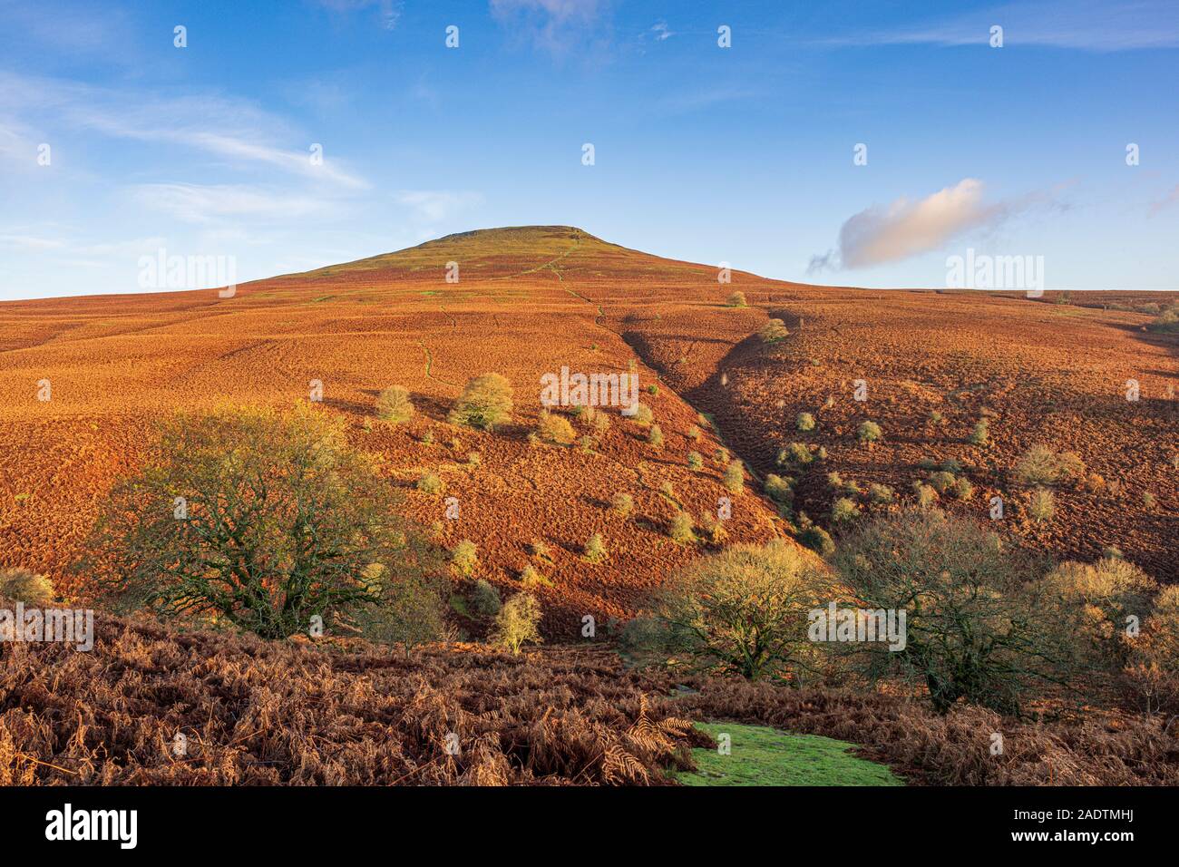 Karge Bäume und Farne an den Hängen der Zuckerhut in der Nähe von Abergavenny. Stockfoto