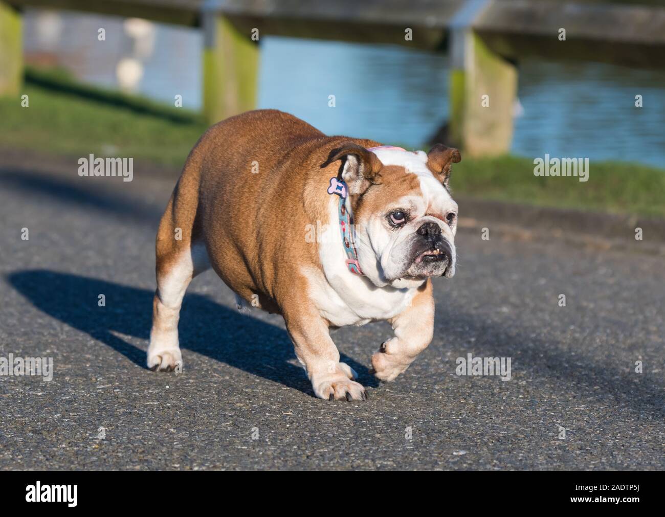 Britische Bulldogge oder Englische Bulldogge, die auf dem Boden. Hund läuft. Stockfoto