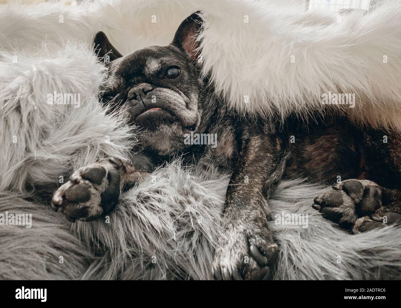Sleepy Französische Bulldogge napping in furry Decke Stockfoto