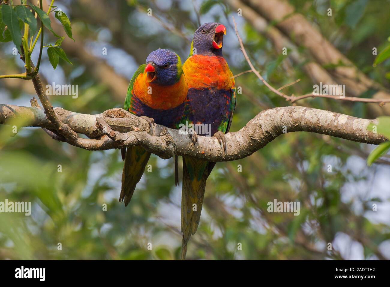 Gesprächig Rainbow Fledermauspapageien auf einem Zweig Stockfoto