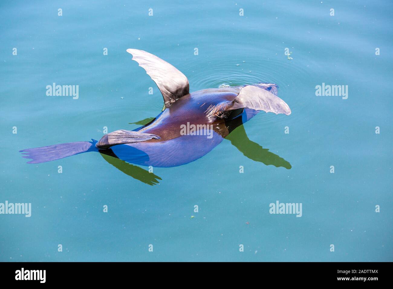 Braunes Fell Dichtung (Arctocephalus Pusillus) Schwimmen mit Flossen nach oben, Südafrika Stockfoto