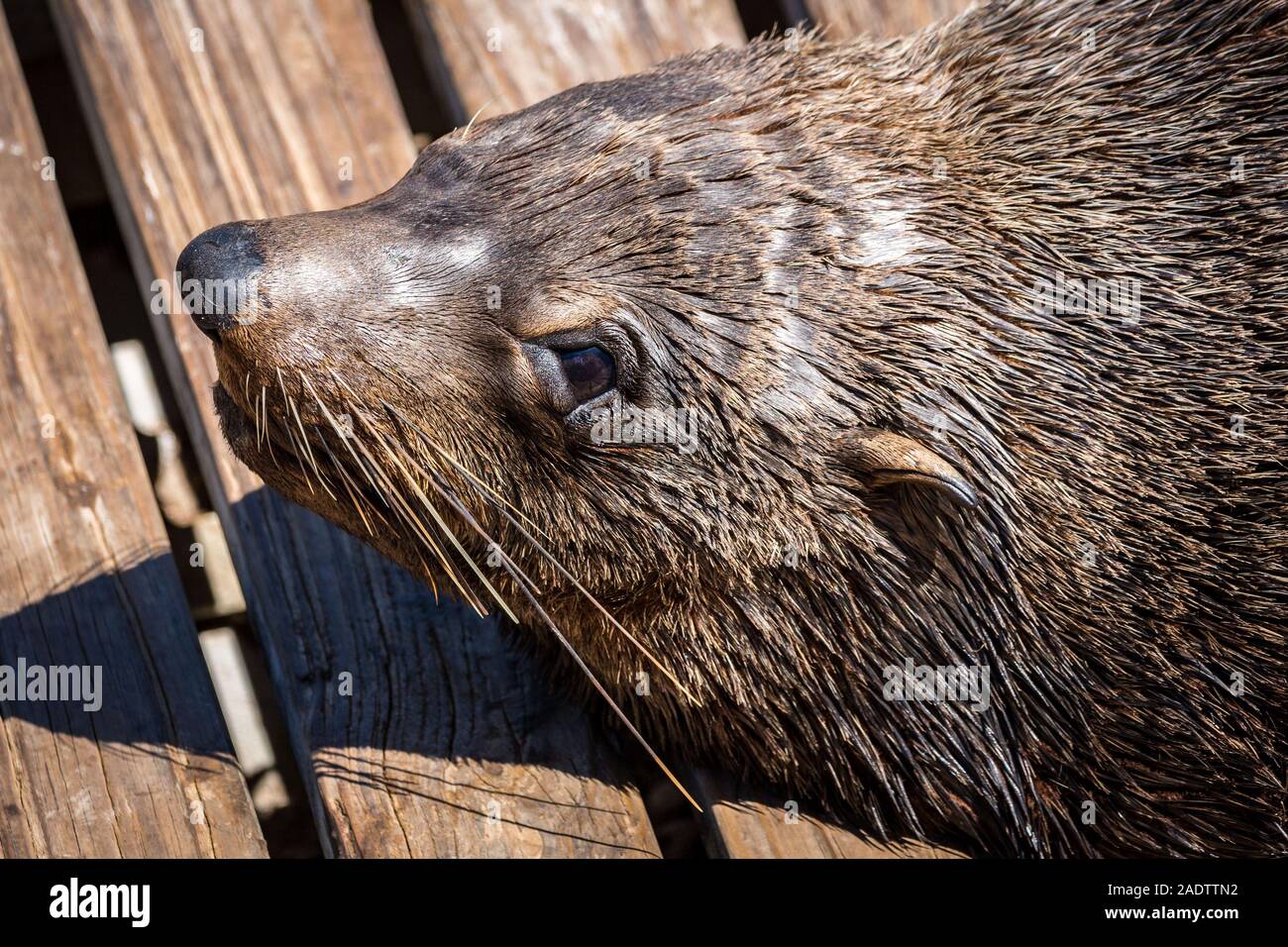 In der Nähe eines braunen Fell Dichtung (Arctocephalus Pusillus), Südafrika Stockfoto