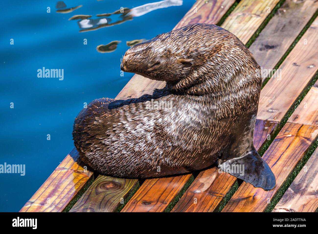 Braunes Fell Dichtung (Arctocephalus Pusillus) auf einem Holzbrett in einem verdrehten Position, Kapstadt, Südafrika Stockfoto