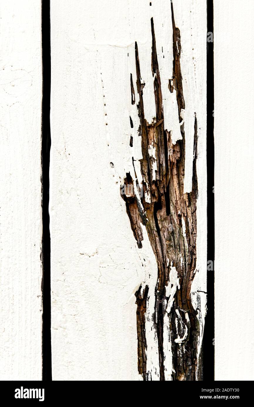 Spuren einer Kralle Hand in weiß lackiertem Holz, Hintergrund für Halloween Stockfoto