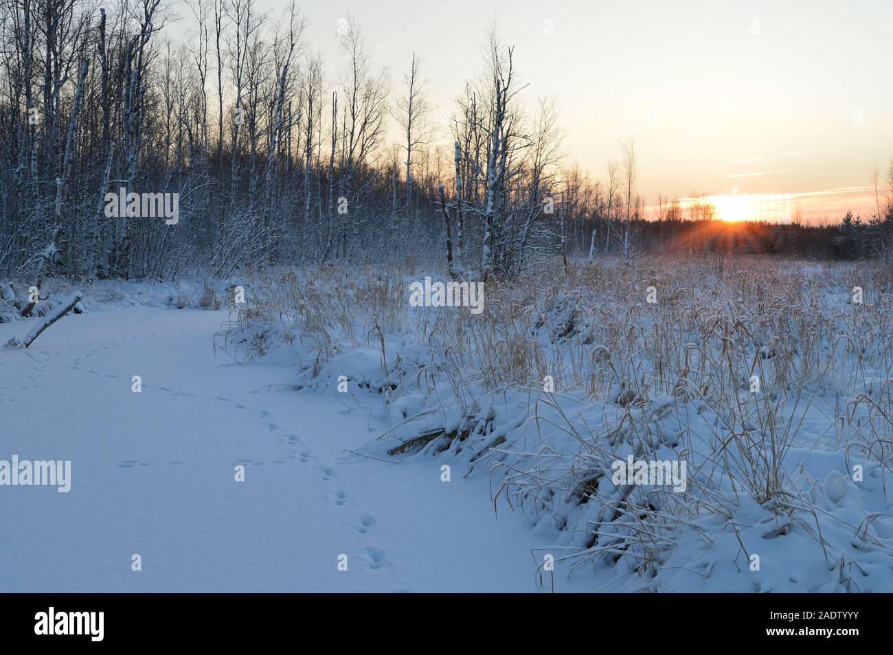 Sonnenaufgang auf einem gefrorenen Snowy River Forest River auf den Spuren von wilden Tieren Stockfoto