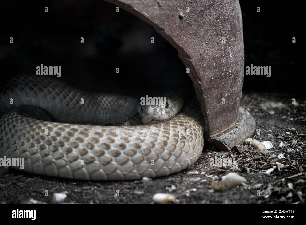 Naja naja reptil schlange Fotos und Bildmaterial in hoher Auflösung