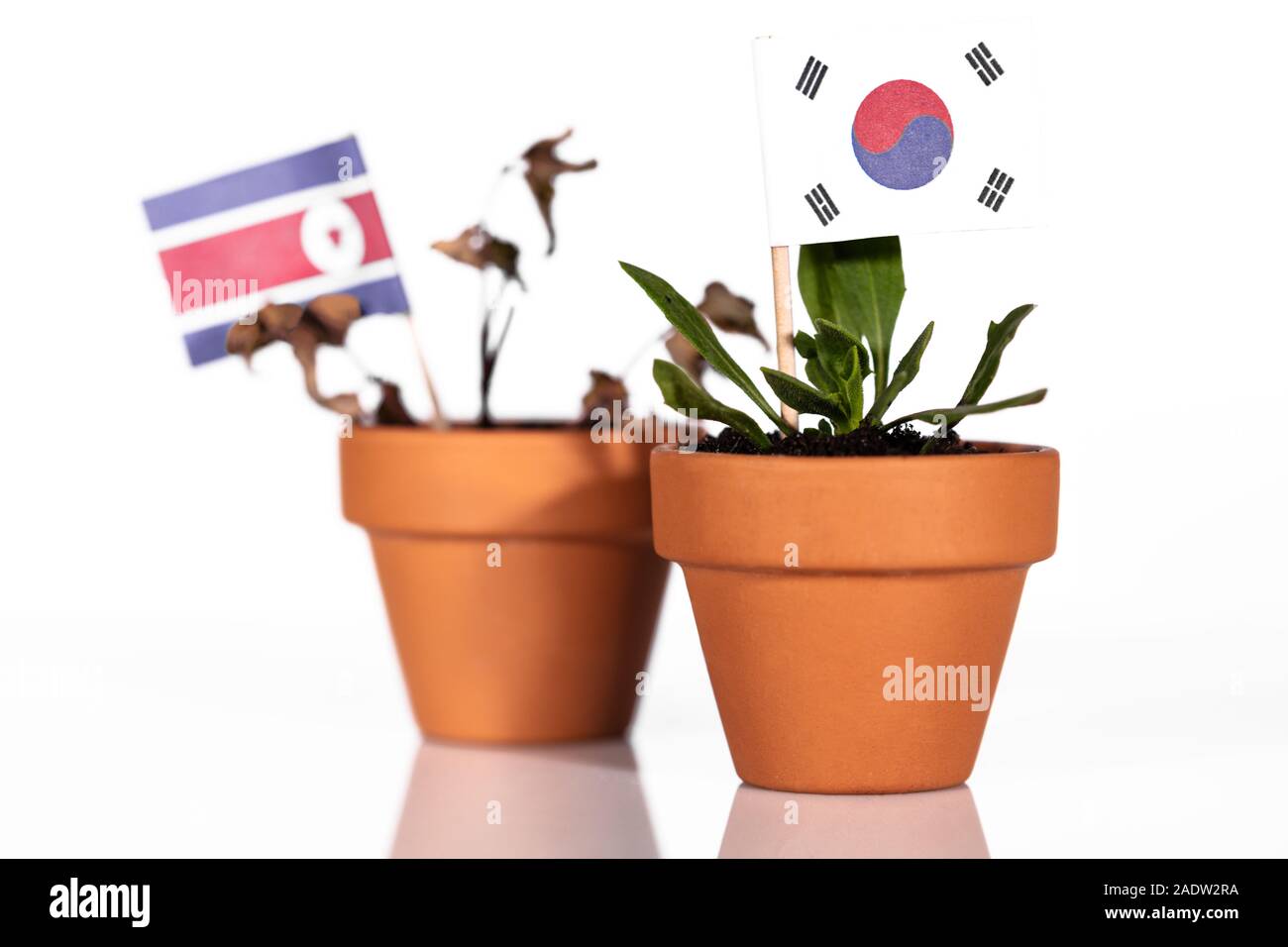 Flaggen von Südkorea und Nordkorea in einem Blumentopf mit Dürre Blume, conceptpeanlties oder strafende Tarif oder schlechte Kaufkraft. Symbol für eine schlechte Stockfoto