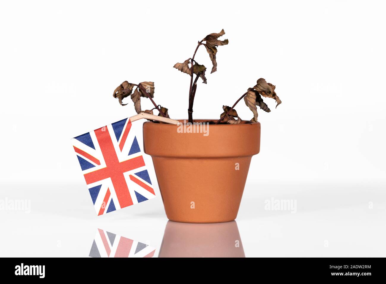 Flagge von Großbritannien oder Großbritannien in einem Blumentopf mit Dürre Blume, conceptpeanlties oder strafende Tarif oder schlechte Kaufkraft. Symbol für eine schlechte Eco Stockfoto