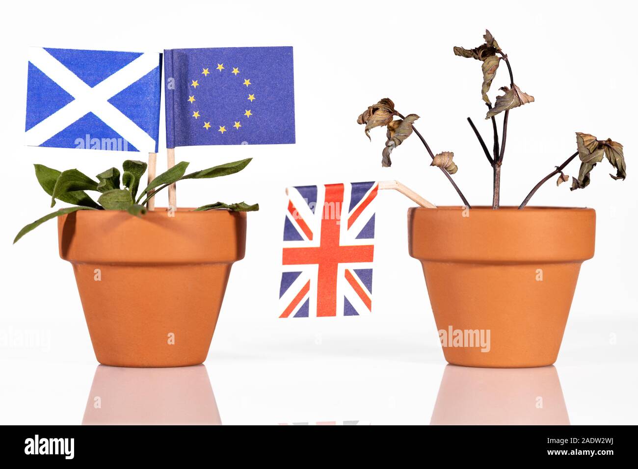 Blumentopf mit verschiedenen Flaggen, Konzept Auswirkungen der brexit für Schottland, Großbritannien und Europa oder Eu Stockfoto