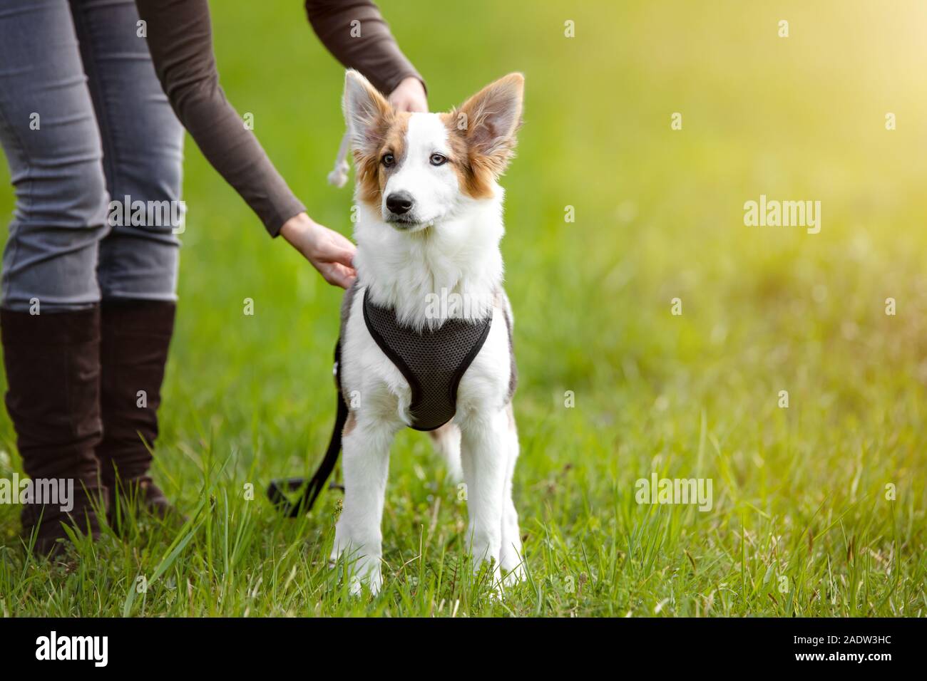 Welpe Hund steht auf der Wiese, Frau Leine oder Ihr Haustier freien Lauf, Copyspace Stockfoto