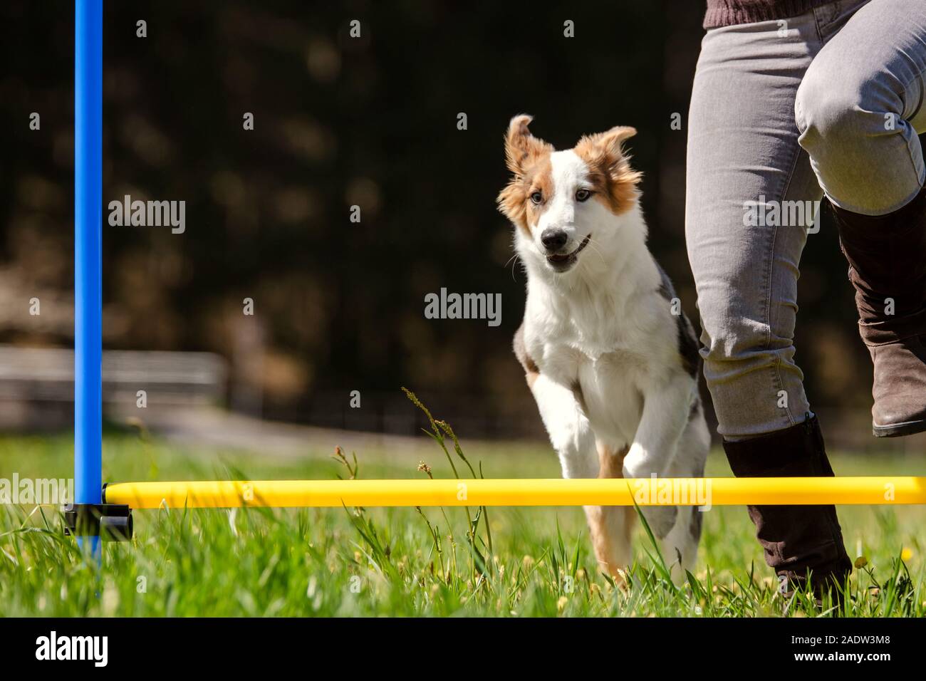 Frau und puppy dog Sprung über ein Hindernis, agility Hundesport mit einer Hürde, Copyspace Stockfoto