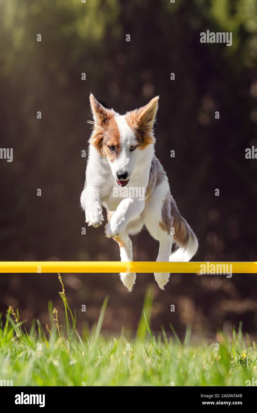 Cute lückenhaft Hund über ein Hindernis springen, Agility Hund sport training, Copyspace Stockfoto