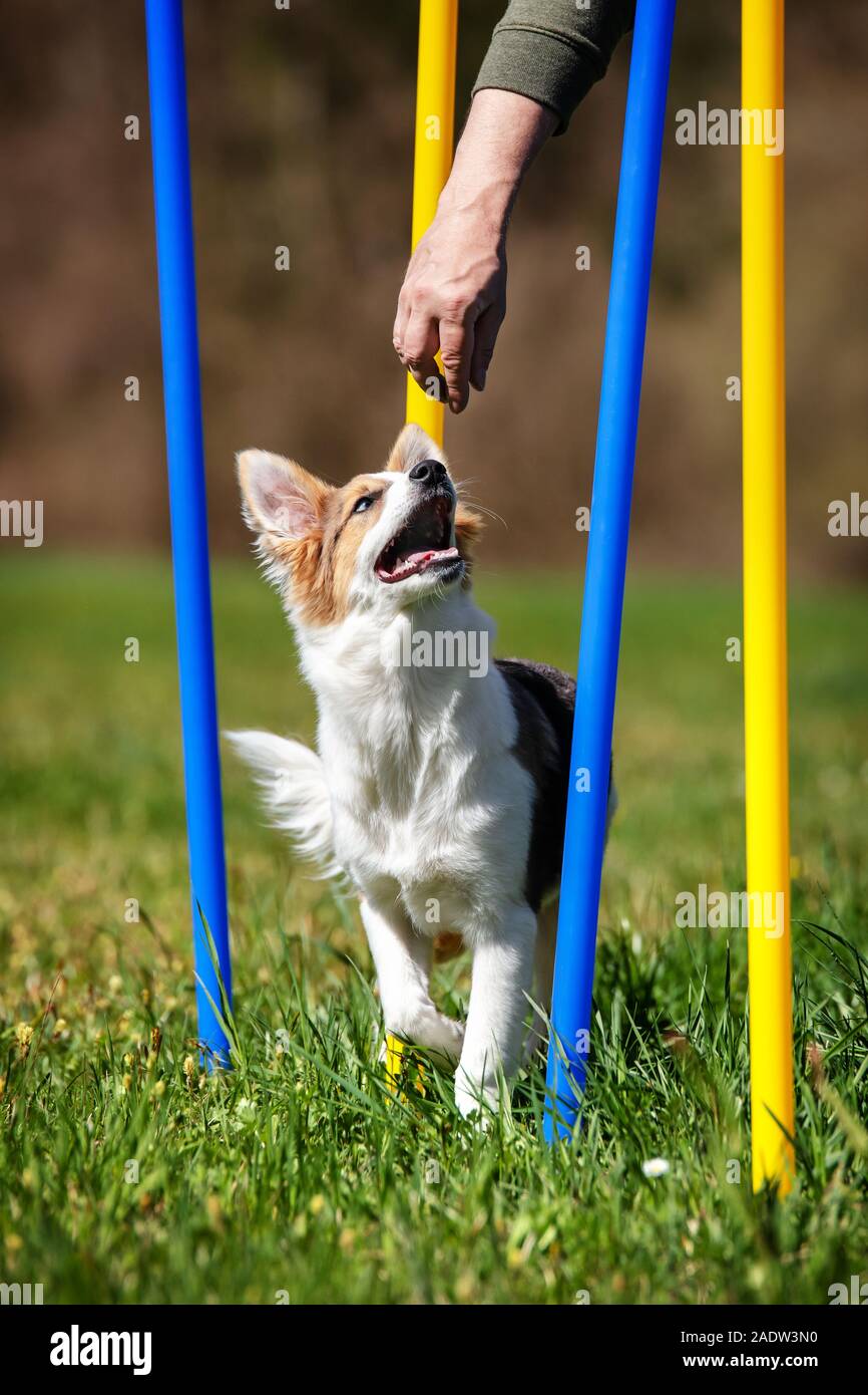 Cute Puppy dog gehen zu slalom Webart Pole, Ausbildung und Lernen agility Hundesport Stockfoto