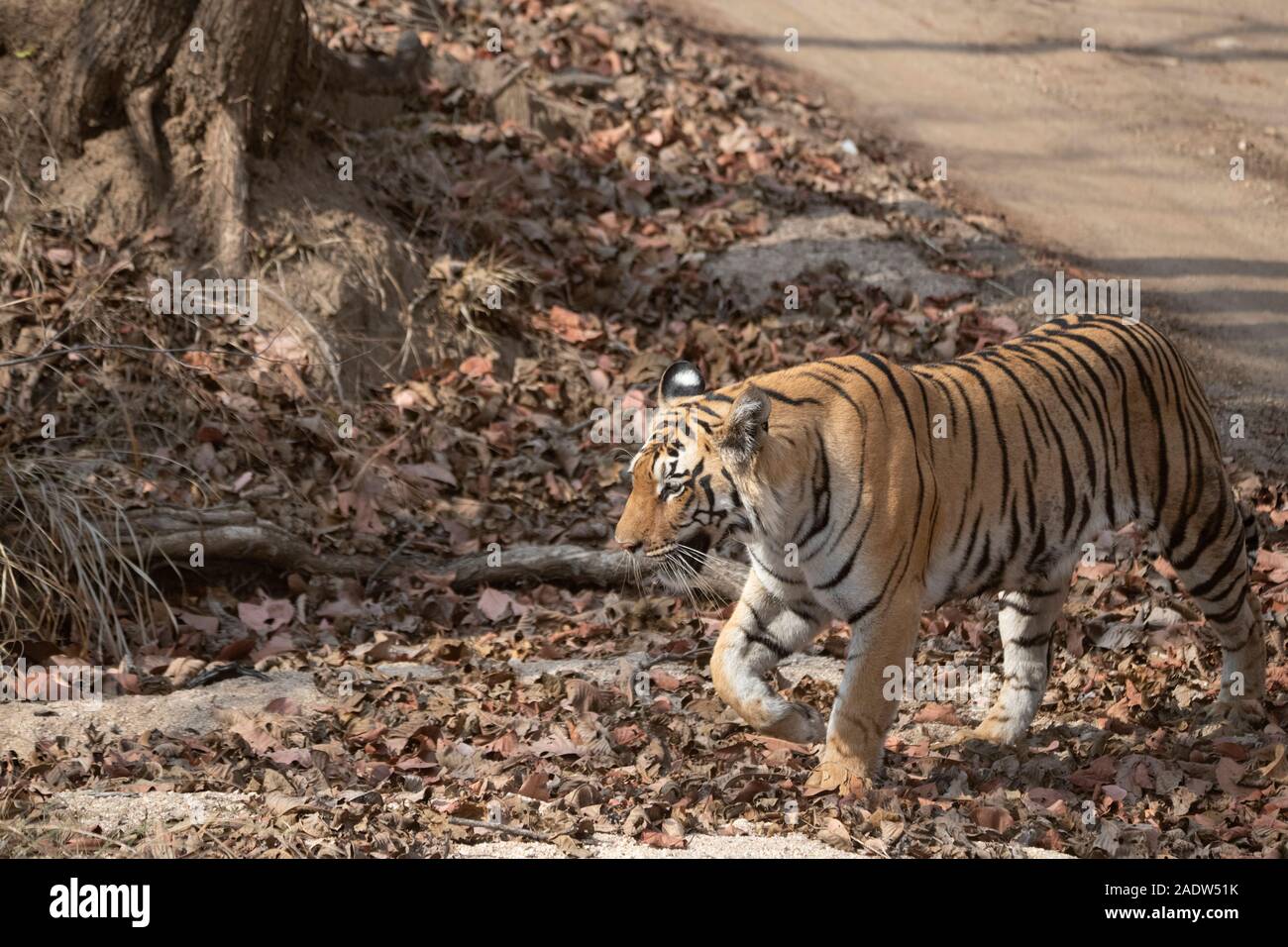 Tiger namens Baras Crossing Road, Pench Nationalpark, Madhya Pradesh, Indien Stockfoto