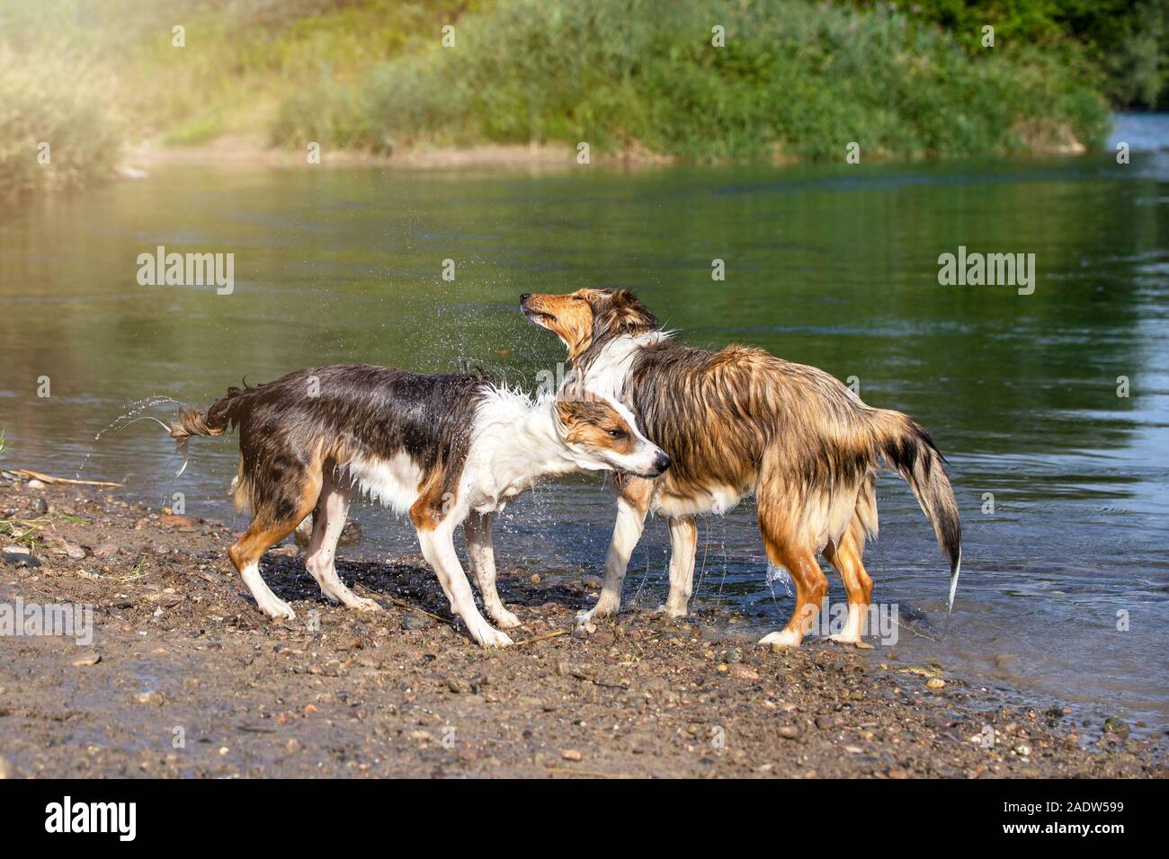 Niedliche Mischling Hund und Shetland sheepdog Stehend am Ufer eines Sees Stockfoto