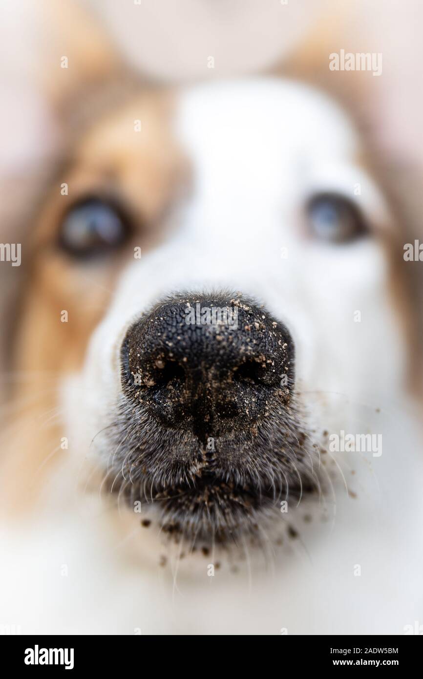 Portrait einer jungen Spotted Dog mit schmutzigen Nase mit Boden, Makroaufnahme mit Kamera Stockfoto