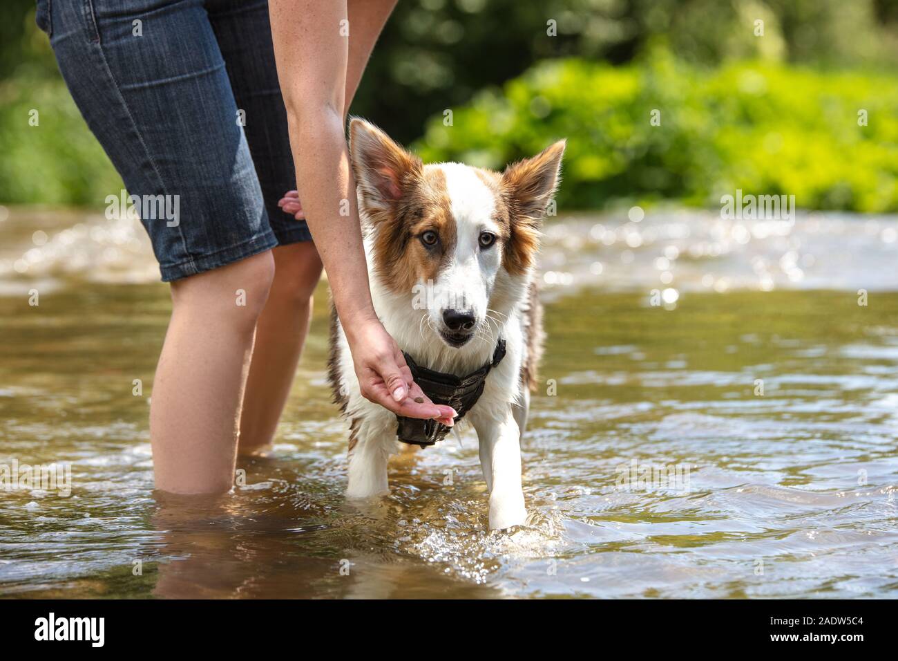 Junger Hund stehend auf einem flachen Fluss, Frau mit goodie, Lernen und Auszubildender, Außenpool Stockfoto