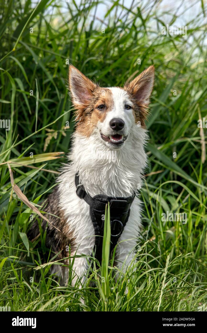 Porträt einer niedlichen Hund sitzend, getupft Mischlingen vor Grün Schilf Stockfoto