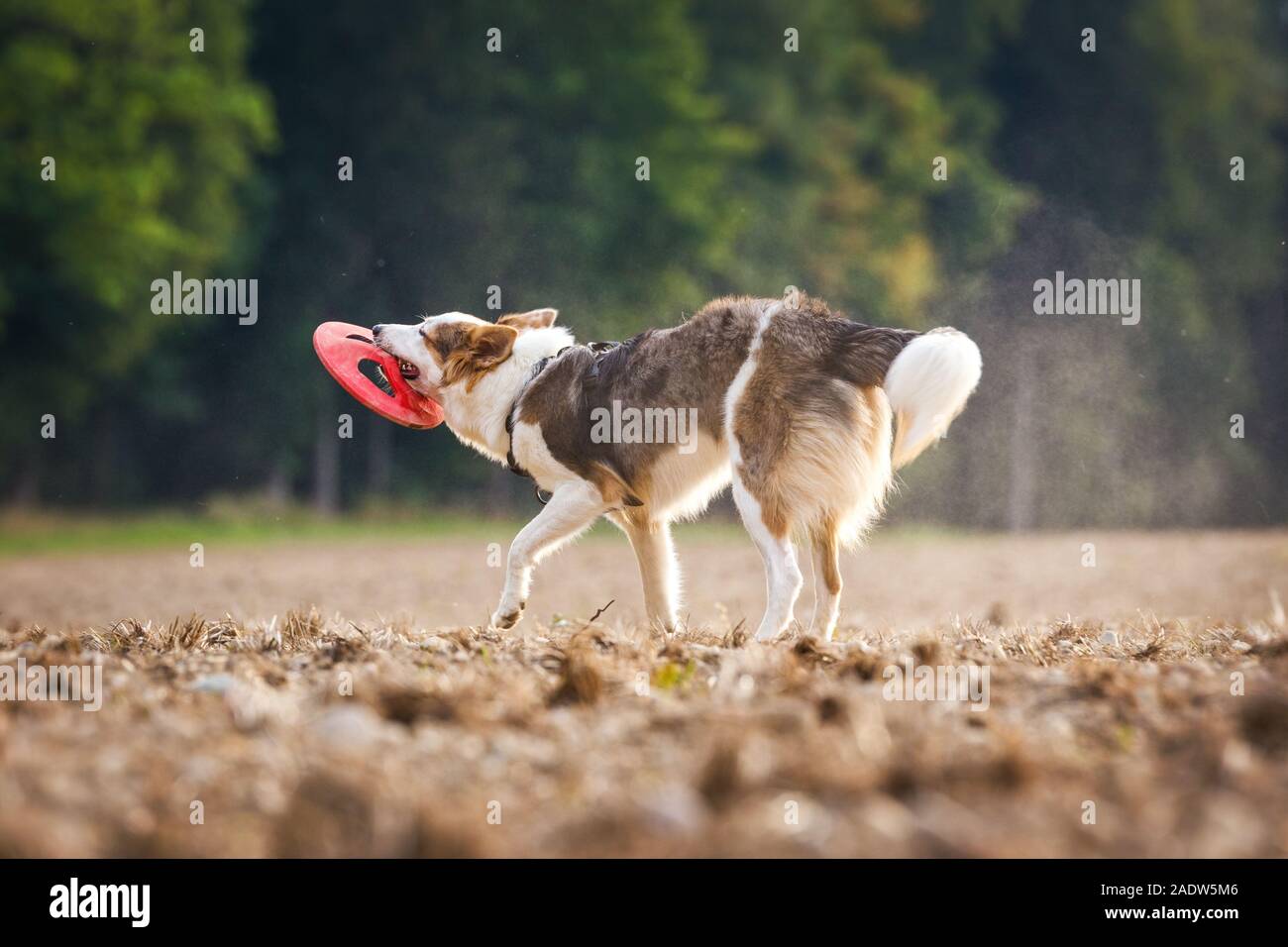 Süße Hund e in einem Feld und hält ein Frisbee im Mund Stockfoto
