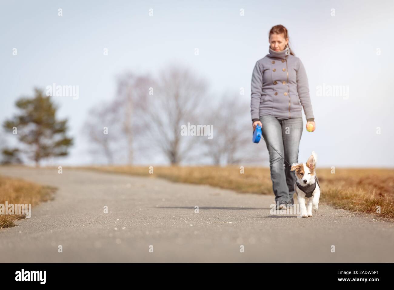 Frau tut ein Spaziergang mit Ihrem Hündchen, während das Tier auf einem Lash gehalten wird. Stockfoto